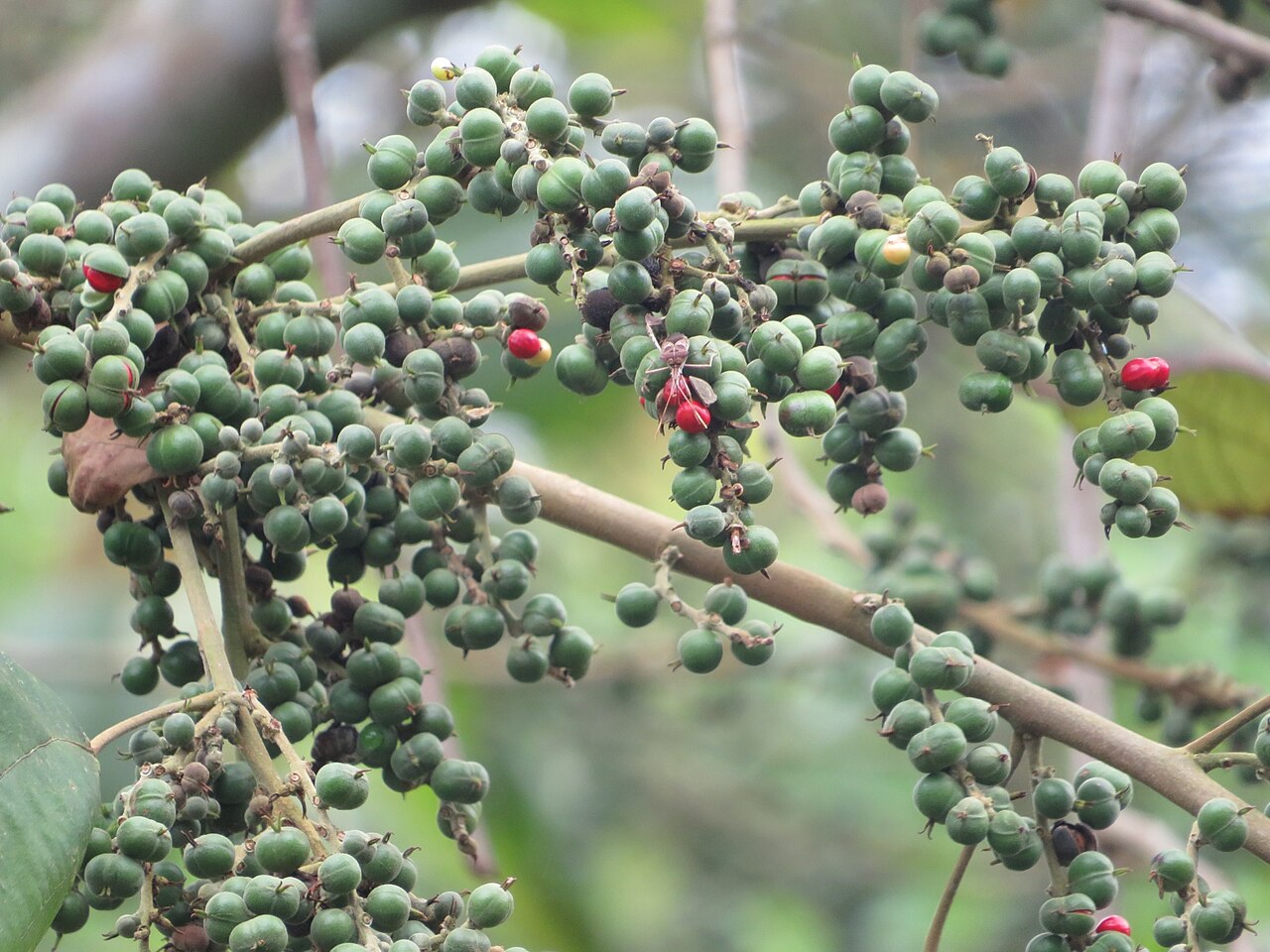 Alchornea glandulosa: Alchornea glandulosa, a plant, photographed in Parque Estadual da Serra do Mar, Brazil.