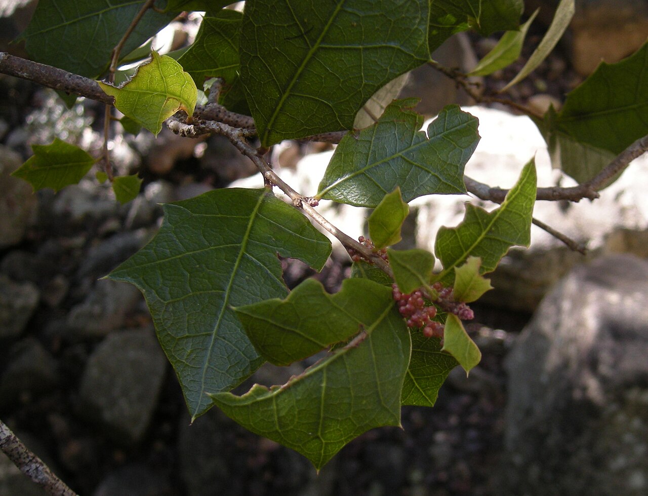Native holly: Alchornea ilicifolia buds, Mount Archer national Park, Rockhampton, Queensland.