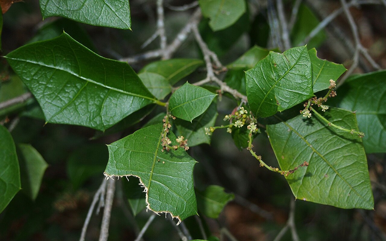 Native holly: Alchornea ilicifolia flowers and foliage