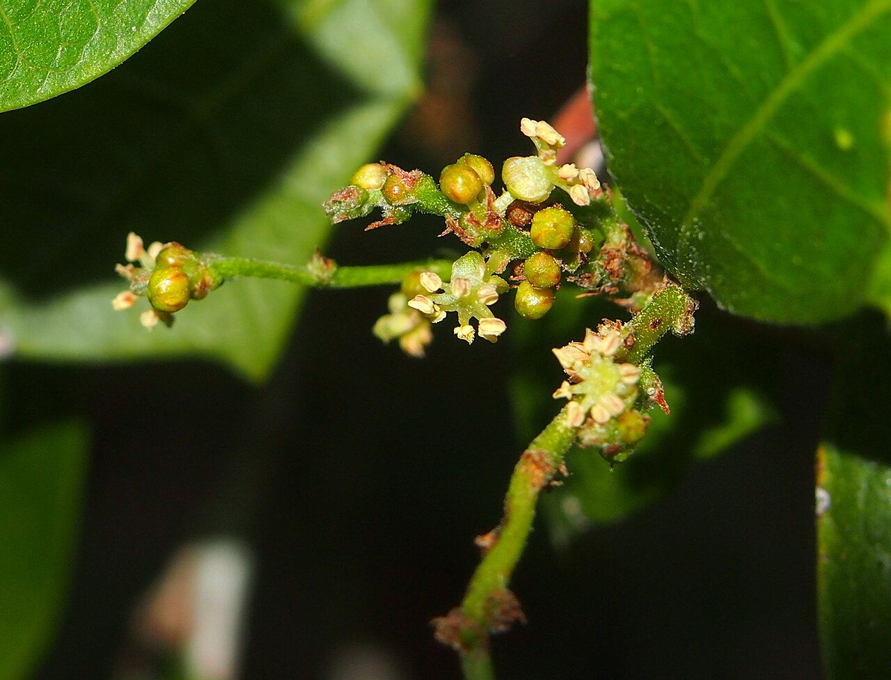 Native holly: Alchornea ilicifolia flowers