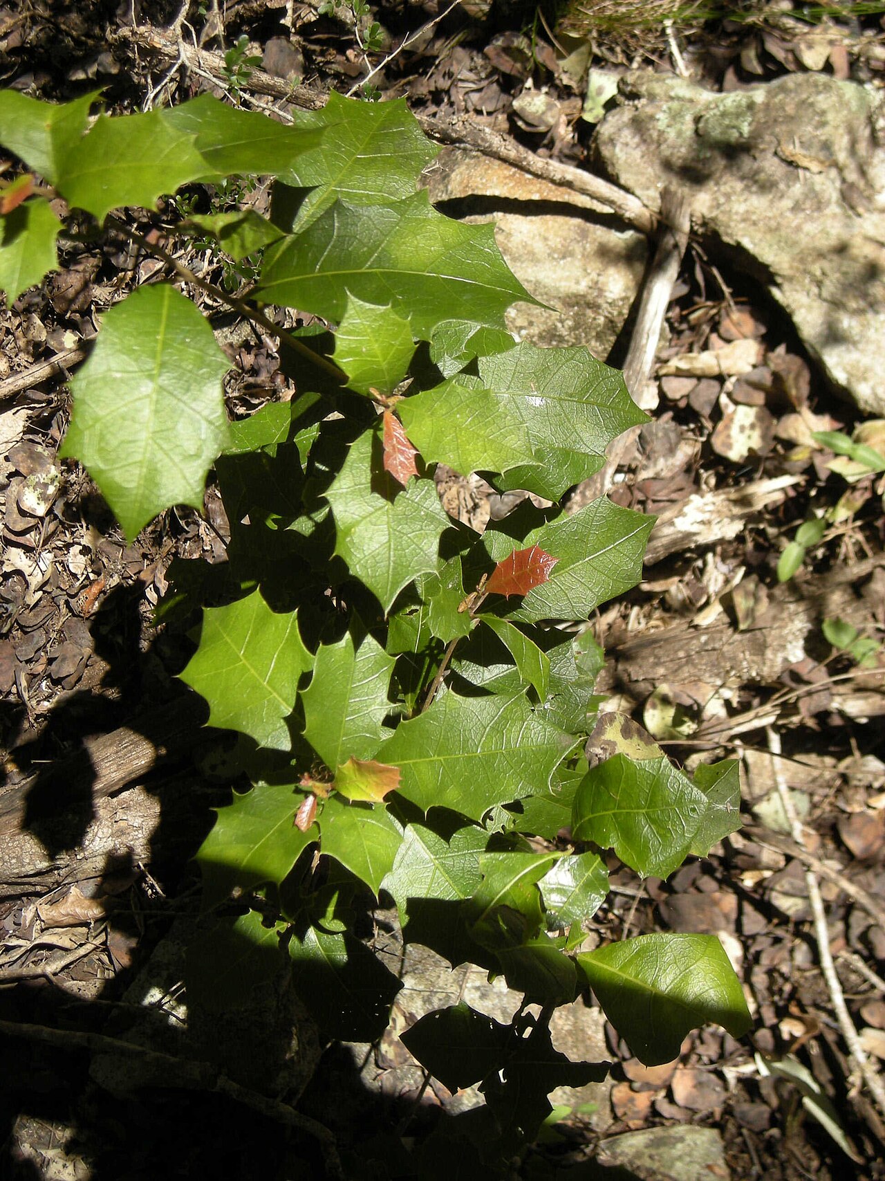 Native holly: Alchornea ilicifolia foliage, Mount Archer national Park, Rockhampton, Queensland.