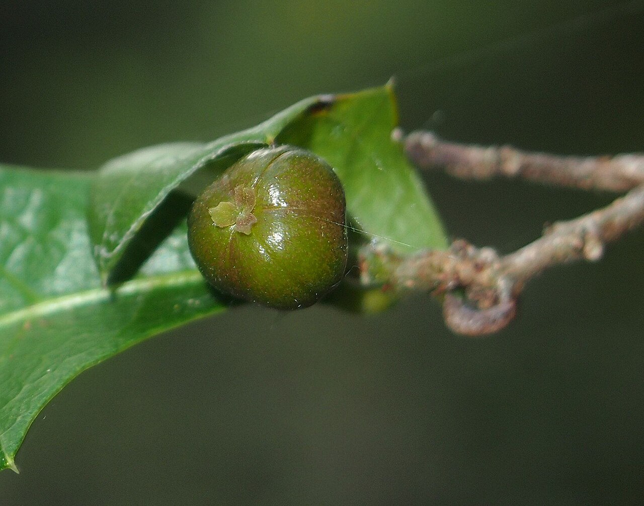 Native holly: Alchornea ilicifolia fruit
