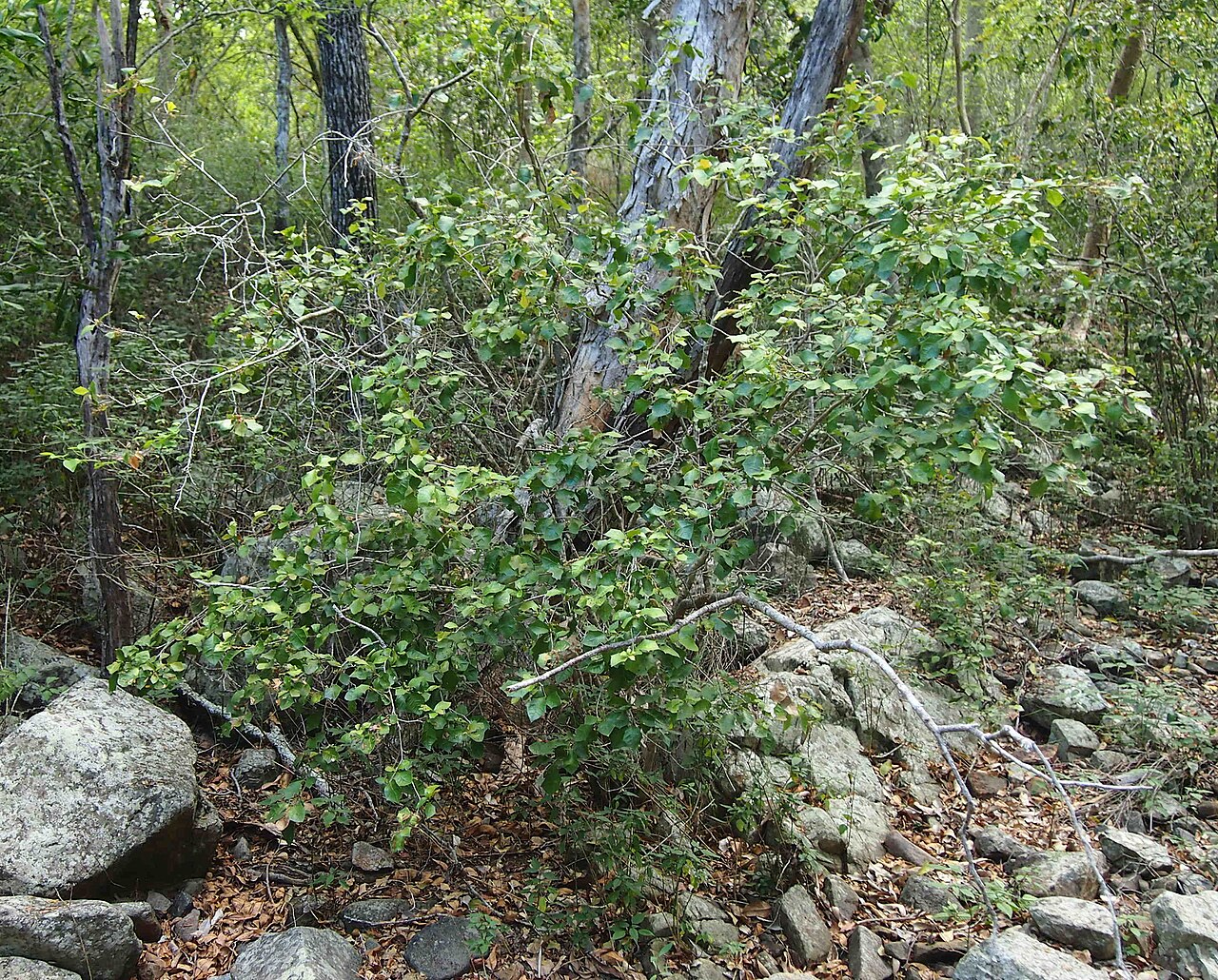 Native holly: Alchornea ilicifolia