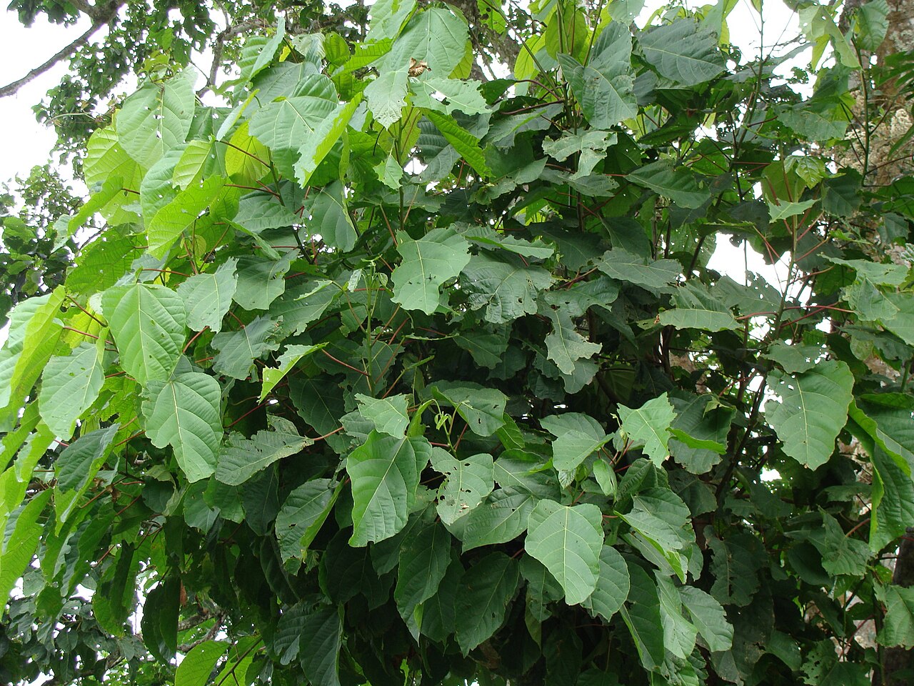 Achiotillo: Achiotillo ( Alchornea latifolia ) in Mexico