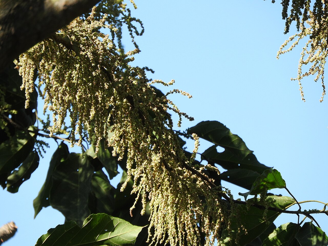 Achiotillo: Achiotillo ( Alchornea latifolia ) in Mexico
