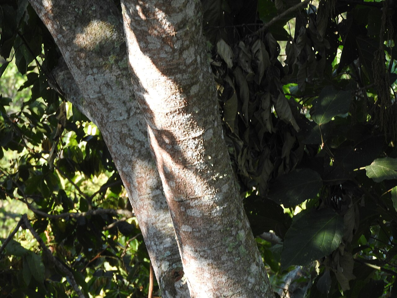 Achiotillo: Achiotillo ( Alchornea latifolia ) in Mexico