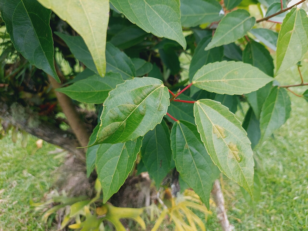 Achiotillo: Achiotillo ( Alchornea latifolia ) in Colombia