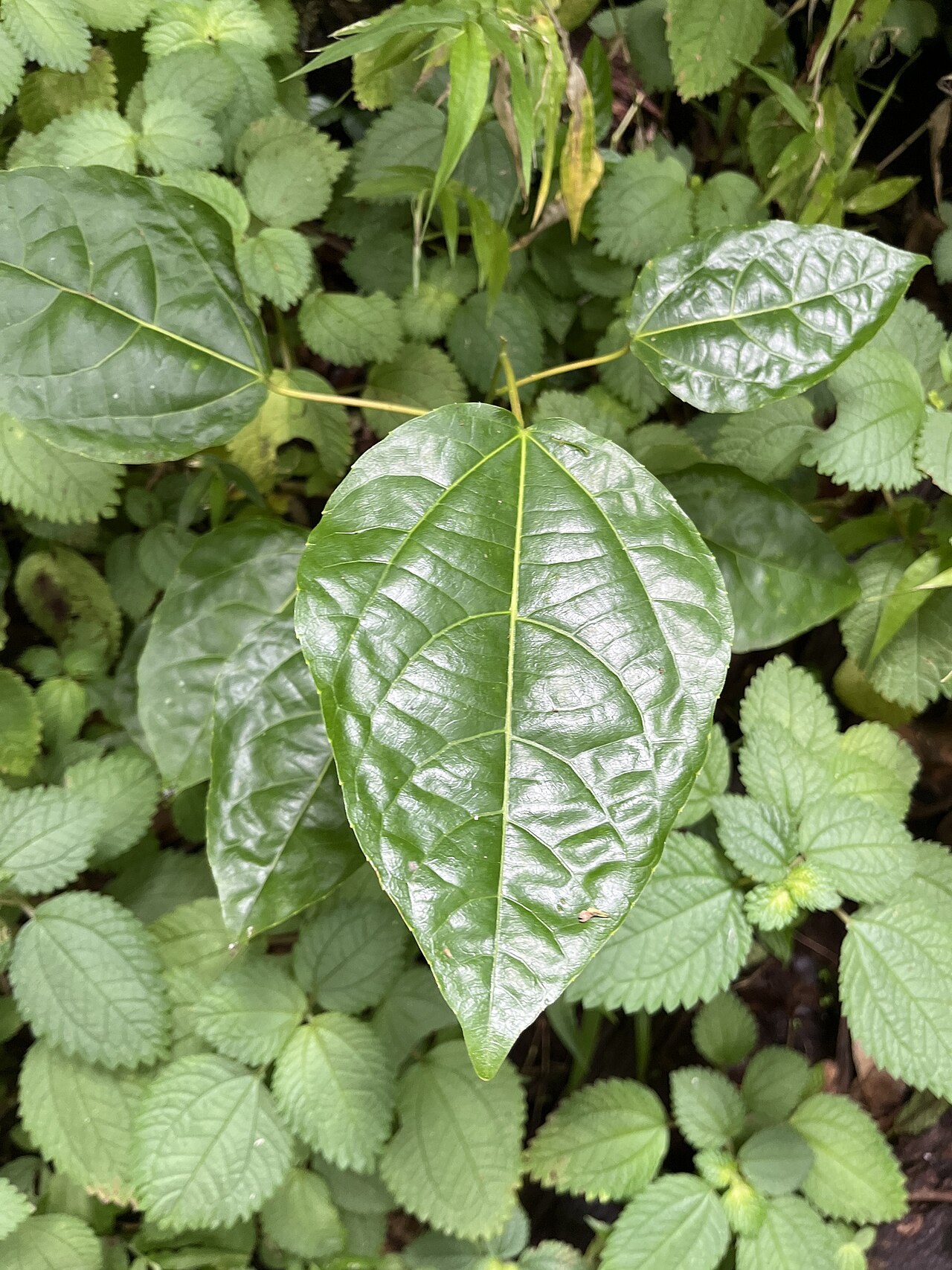 Achiotillo: Achiotillo ( Alchornea latifolia ) in Puerto Rico
