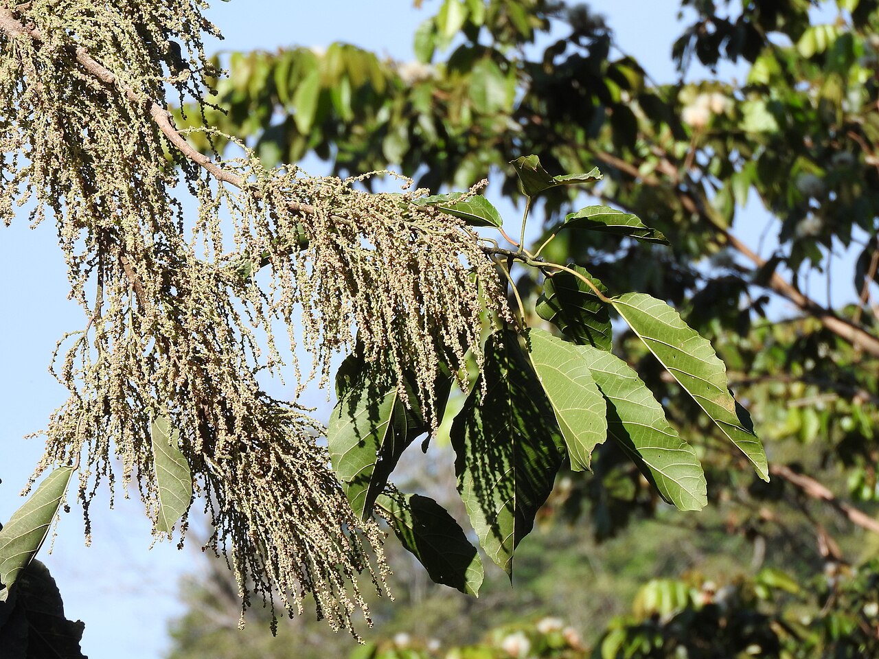 Achiotillo: Achiotillo ( Alchornea latifolia ) in Mexico