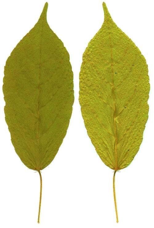Lowveld beadstring: Pressed leaf of a Venda bead-string (upper and underside), from Inhamitanga Forest, north of Beira in central Mozambique