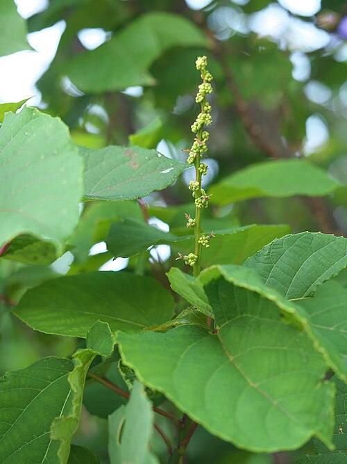 Alchornea liukiuensis: 2021/12/30 沖縄本島南部:Okinawa Island, Japan