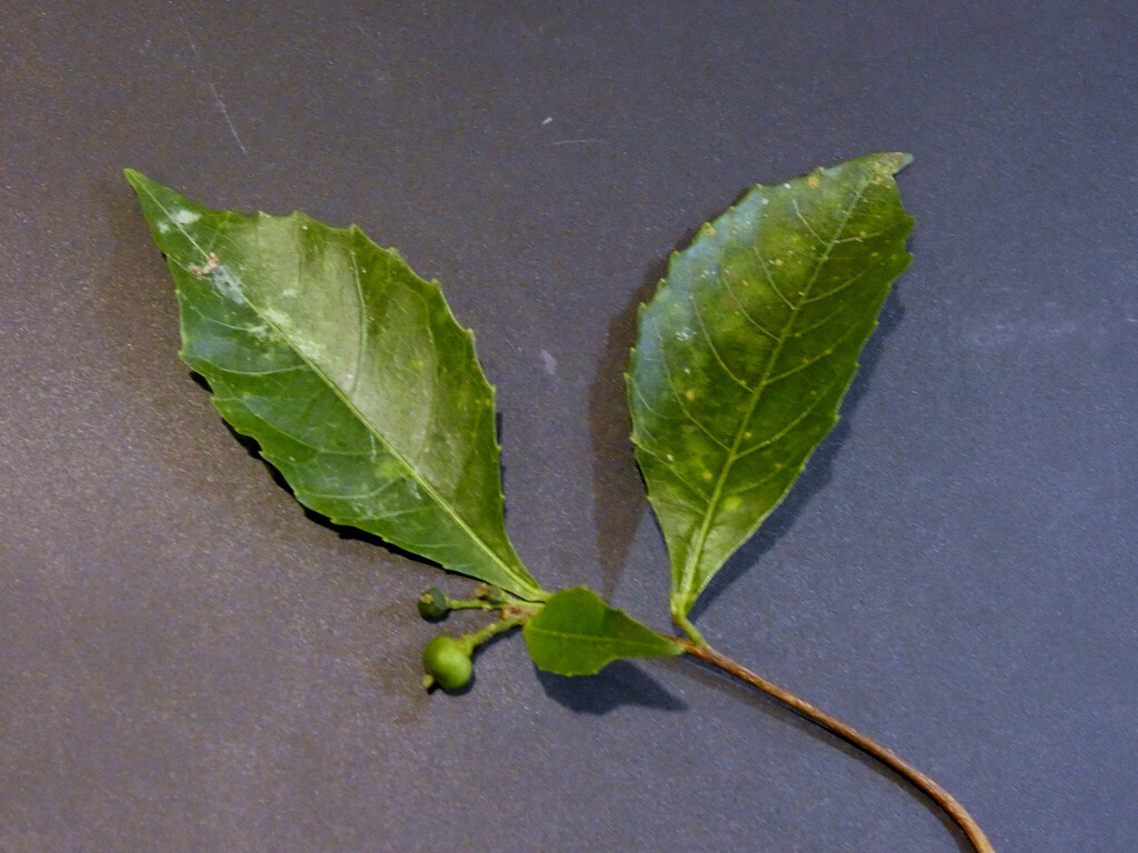 Alchornea rugosa (Alchornea rugosa)