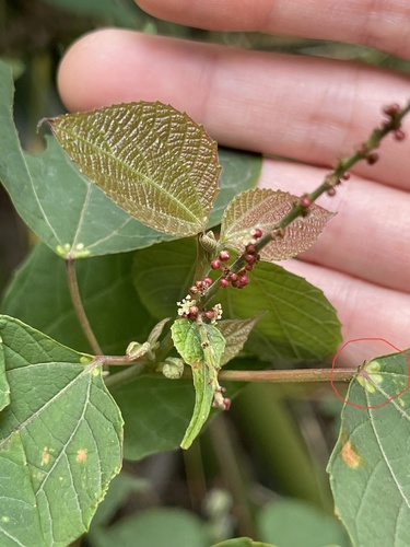 Alchornea trewioides (Alchornea trewioides)