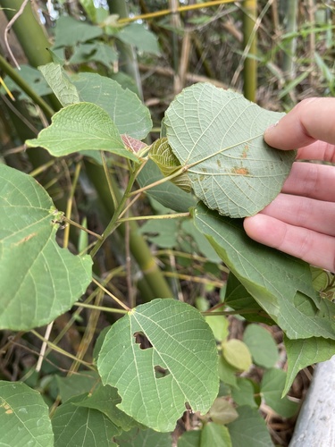 Alchornea trewioides (Alchornea trewioides)
