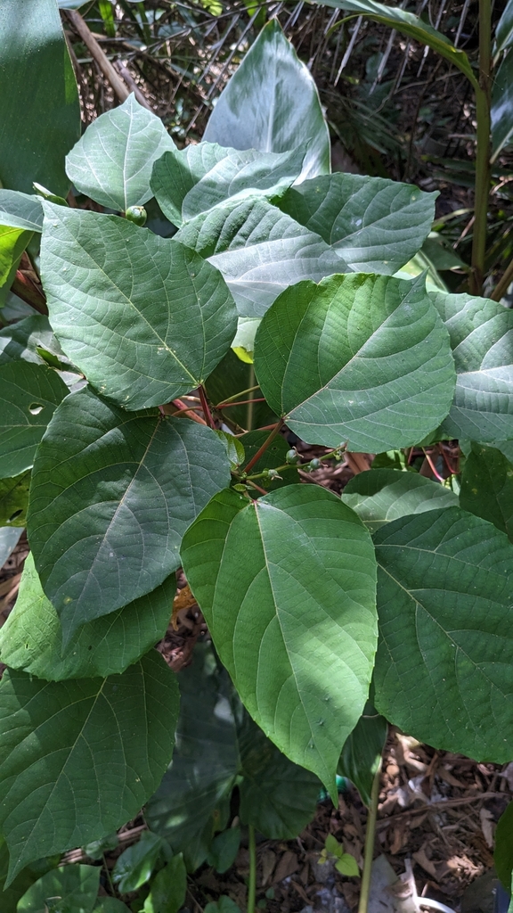 Alchornea trewioides (Alchornea trewioides)
