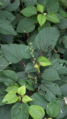 Alchornea trewioides (Alchornea trewioides)