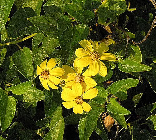 Heart-leaf goldeneye: Heartleaf Goldeneye is a bush daisy native to the southwestern U.S. and northern Mexico. Photo from near San Pedrito Beach, Baja California.