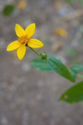 Aldama dentata (Aldama dentata)