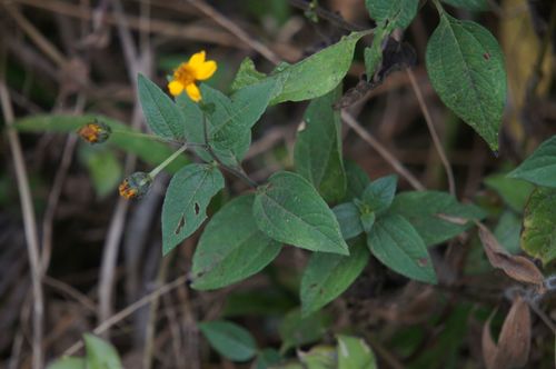 Aldama dentata (Aldama dentata)