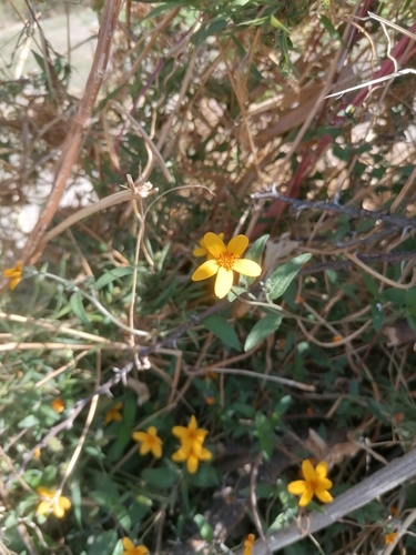 Aldama dentata (Aldama dentata)