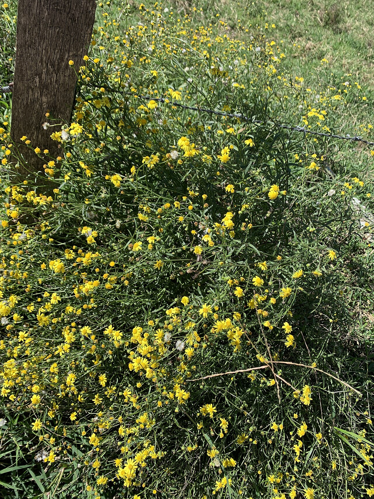 Aldama dentata: Aldama dentata en ocotita