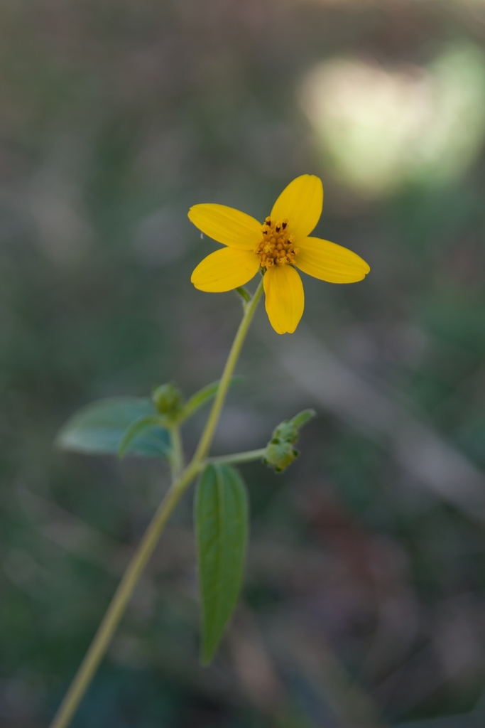 Aldama dentata (Aldama dentata)