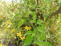 Aldama dentata (Aldama dentata)