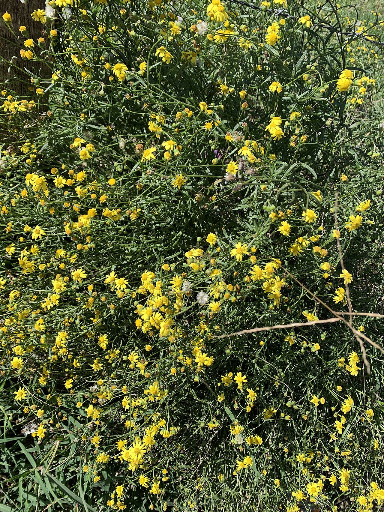Aldama dentata: Aldama dentata en ocotita