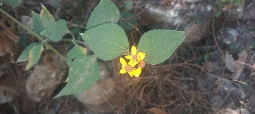 Aldama dentata (Aldama dentata)