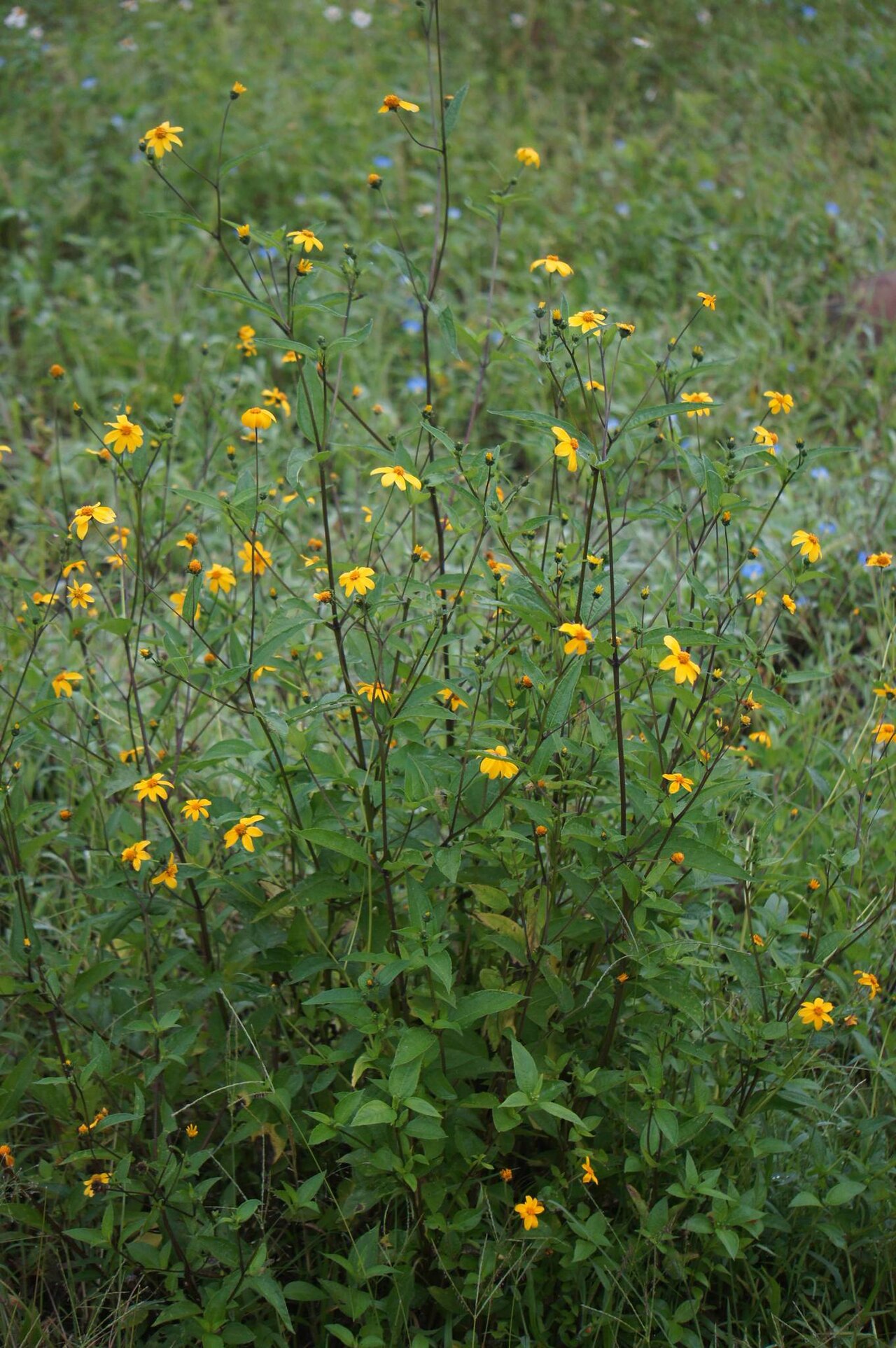 Aldama dentata: Aldama dentata. Species of plant.