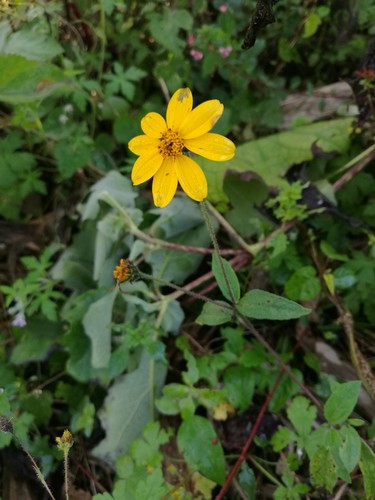 Aldama dentata (Aldama dentata)