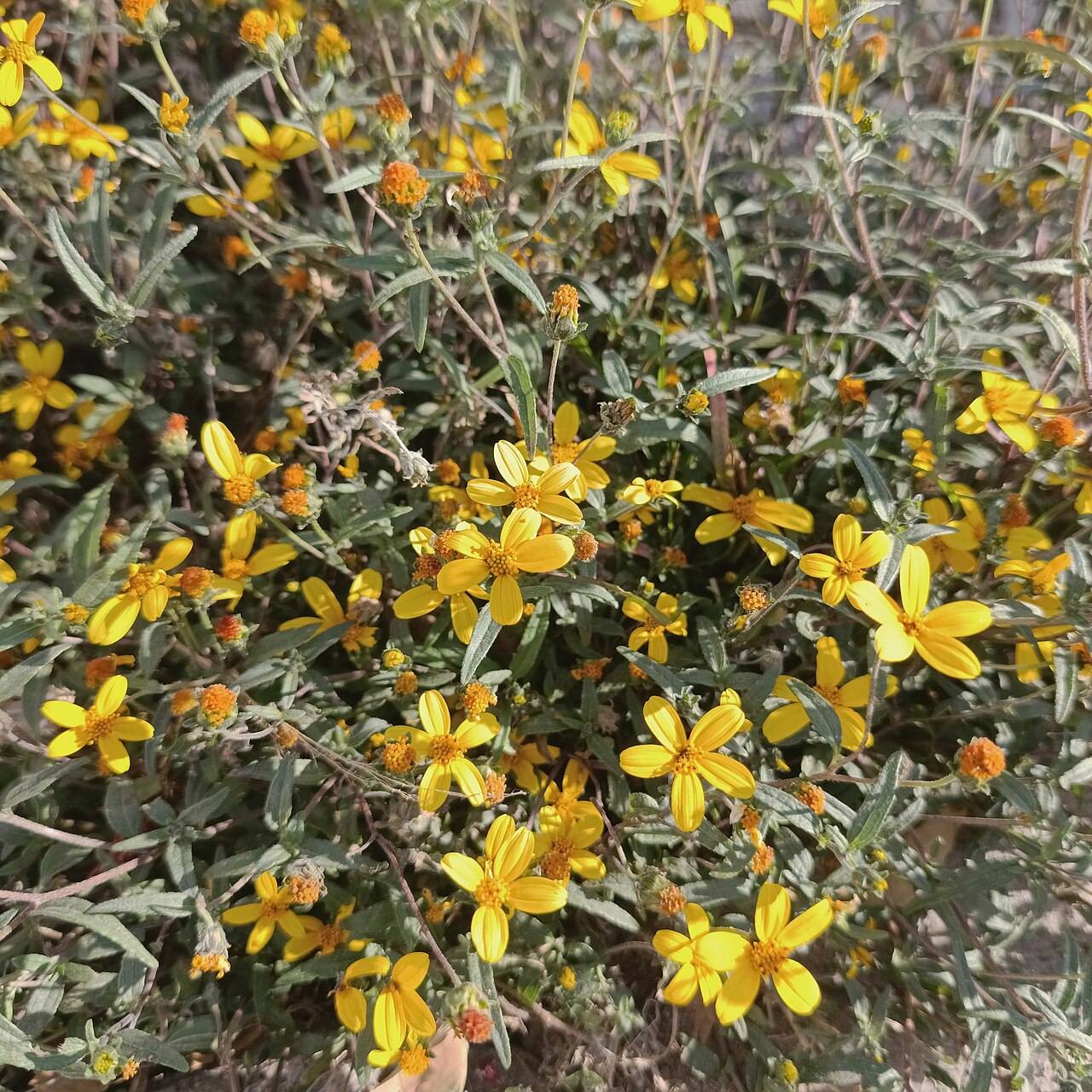 Aldama dentata: Aldama dentata (Familia: Asteraceae).