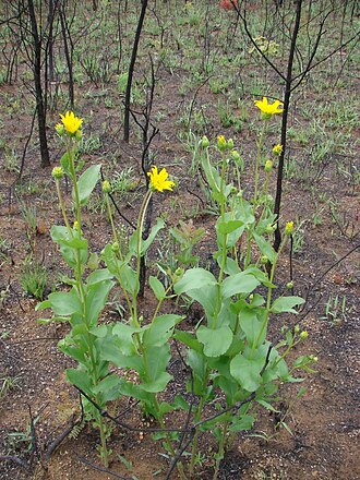 Aldama grandiflora: Aldama grandiflora (Gardner)E.E.Schill. & Panero - ASTERACEAE - Jardim Botanico de Brasilia - Brasilia - Distrito Federal - Brasil.