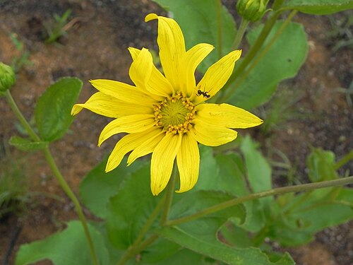 Aldama grandiflora: Aldama grandiflora (Gardner)E.E.Schill. & Panero - ASTERACEAE - Jardim Botanico de Brasilia - Brasilia - Distrito Federal - Brasil.