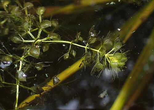 Waterwheel: Aldrovanda vesiculosa in Wrocław University Botanical Garden