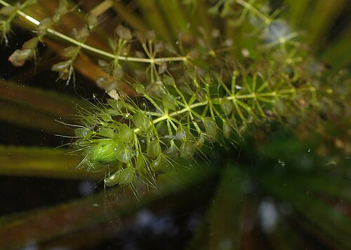 Waterwheel: Aldrovanda vesiculosa in Wrocław University Botanical Garden