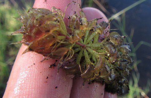Waterwheel (Aldrovanda vesiculosa)