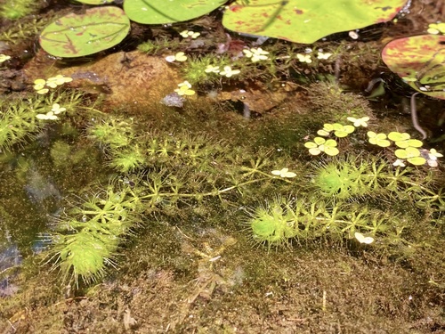 Waterwheel (Aldrovanda vesiculosa)