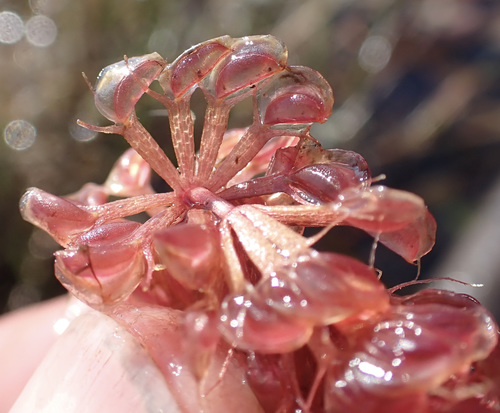 Waterwheel (Aldrovanda vesiculosa)