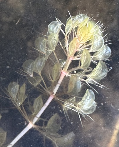 Waterwheel (Aldrovanda vesiculosa)
