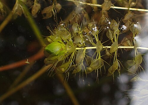 Waterwheel: Aldrovanda vesiculosa in Wrocław University Botanical Garden