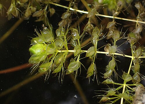 Waterwheel: Aldrovanda vesiculosa in Wrocław University Botanical Garden