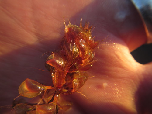 Waterwheel (Aldrovanda vesiculosa)
