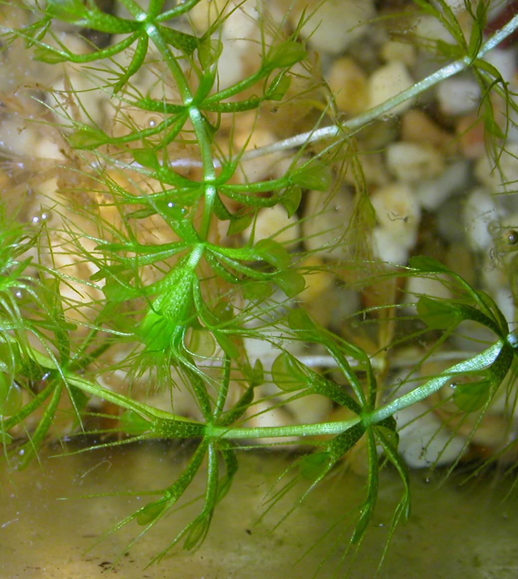 Waterwheel (Aldrovanda vesiculosa)
