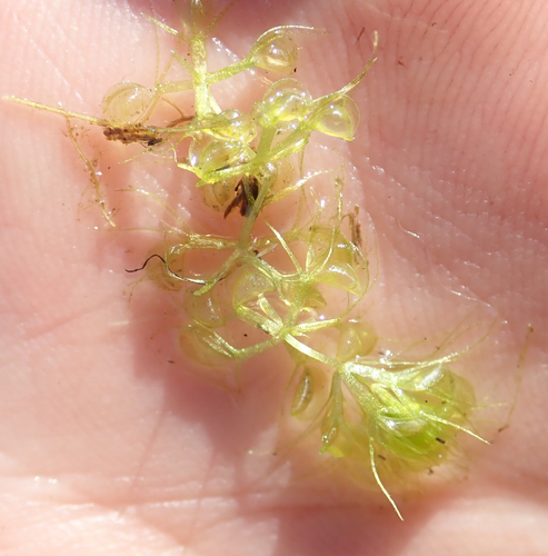 Waterwheel (Aldrovanda vesiculosa)