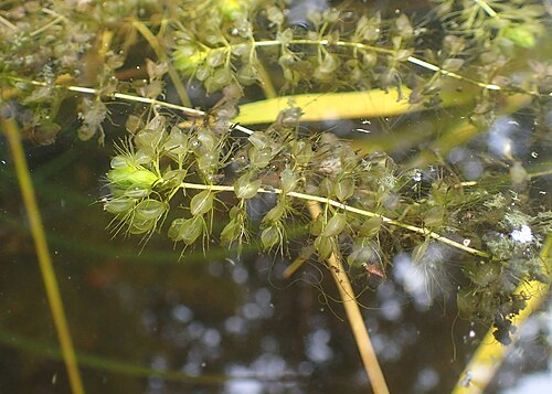 Waterwheel: Aldrovanda vesiculosa in Wrocław University Botanical Garden