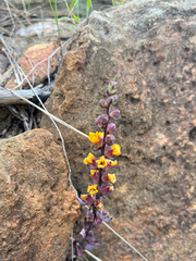 Alectra orobanchoides (Alectra orobanchoides)