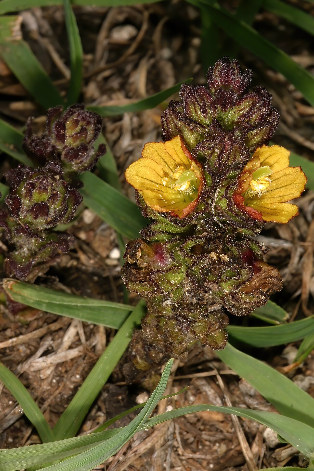 Alectra orobanchoides: Alectra orobanchoides var. orobanchoides , plant in fower; root hemiparasite, moist grassland in vlei, near Wolmaransstad, North West, South Africa