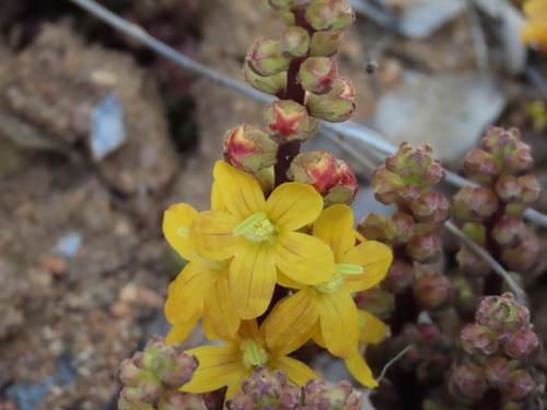 Alectra orobanchoides (Alectra orobanchoides)