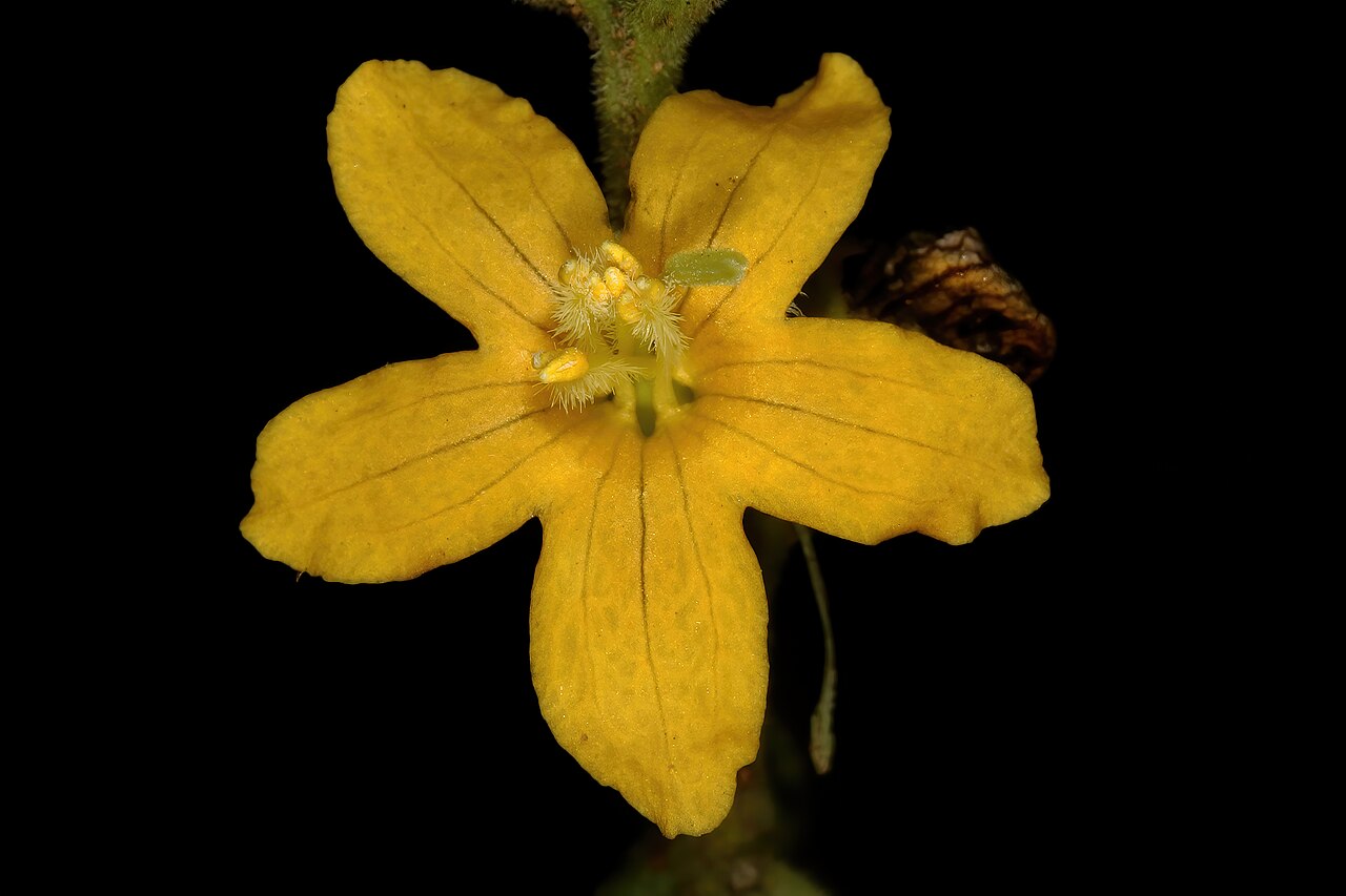 Alectra orobanchoides: Alectra orobanchoides var. orobanchoides , flower; root hemiparasite under trees, Faery Glen Nature Reserve, Pretoria, Gauteng, South Africa